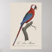 Poster Ara chloroptère, Ara chloropterus (Devant)