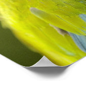 Poster Ara militaire (Coin)