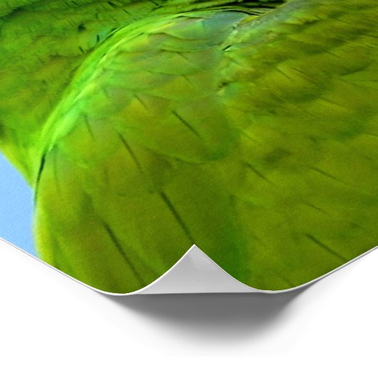 Poster Ara Militaris Green Parrot (Coin)