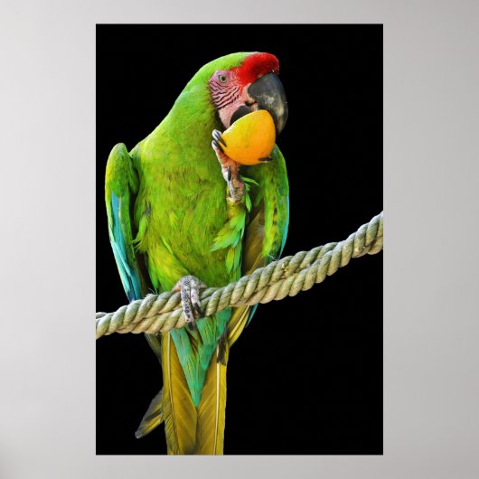 Poster Ara Militaris Perroquet Vert (Devant)