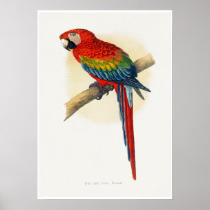 Poster Ara rouge et bleu