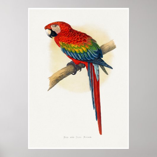 Poster Ara rouge et bleu (Devant)