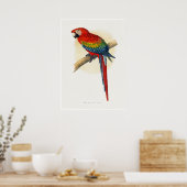 Poster Ara rouge et bleu (Cuisine)