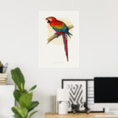 Poster Ara rouge et bleu (Bureau à domicile)