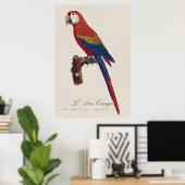 Poster Ara rouge ou Ara macao, Ara macao (Bureau à domicile)