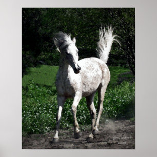 Poster Arab Mare