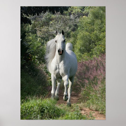 Poster Arabe Gris Courant Sur Le Chemin Avec Fleurs (Devant)