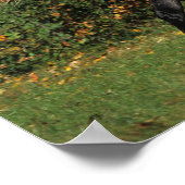 Poster Arabes en course : Automne (Coin)