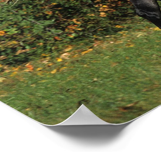 Poster Arabes en course : Automne (Coin)