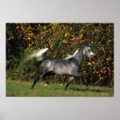 Poster Arabes en course : Automne (Devant)