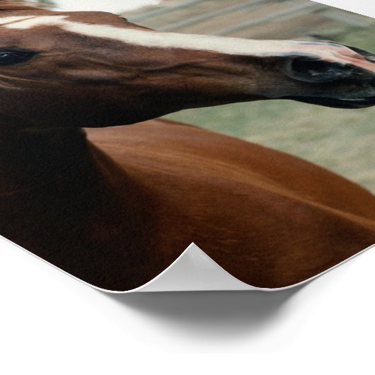 Poster Arabian au Pasture (Coin)