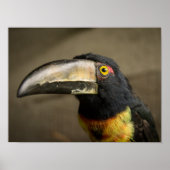 Poster Aracari (Devant)