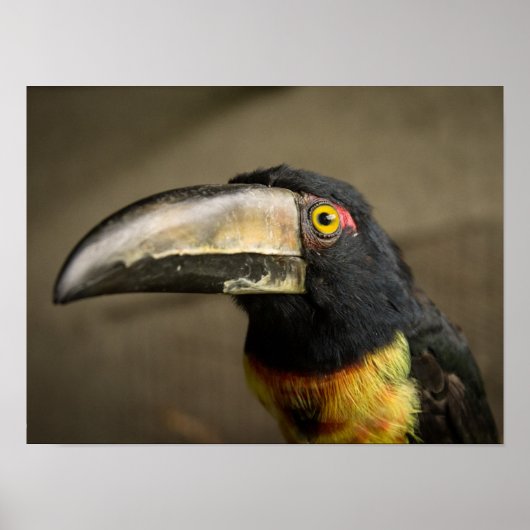 Poster Aracari (Devant)