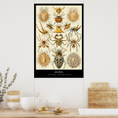 Poster Arachnida - Plaque 58 - Kunstformen der Natur (Cuisine)