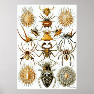 Poster Arachnides de ~ d'affiche d'Ernst Haeckel