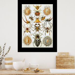 Poster Arachnides par Haeckel illustration vintage d'arai