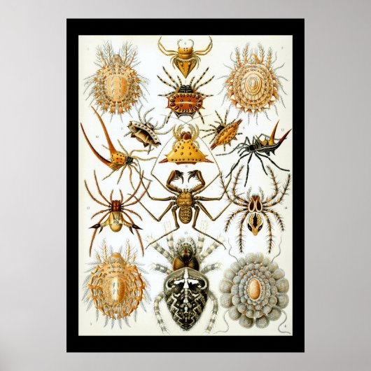 Poster Arachnides par l'affiche d'Ernest Haeckel (Devant)