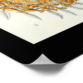 Poster Arachnides par l'affiche d'Ernest Haeckel (Coin)