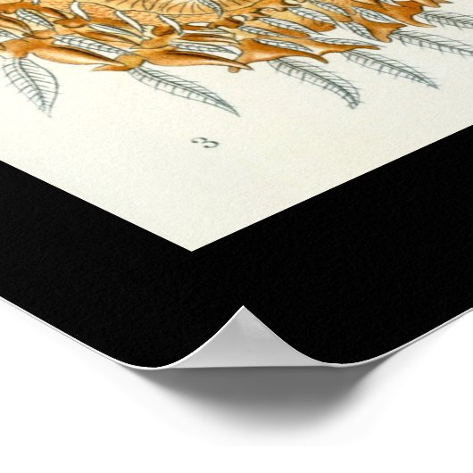 Poster Arachnides par l'affiche d'Ernest Haeckel (Coin)