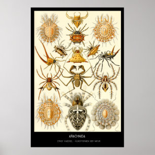 Poster Arachnides - plat 58 - der Natur de Kunstformen