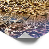 Poster Araignée (Coin)