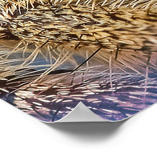 Poster Araignée (Coin)