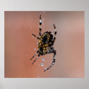 Poster Araignée
