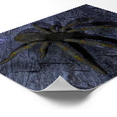 Poster Araignée (Coin)