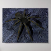 Poster Araignée (Devant)