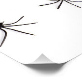 Poster Araignée (Coin)
