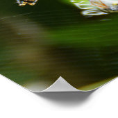 Poster Araignée à guêpe femelle (Coin)