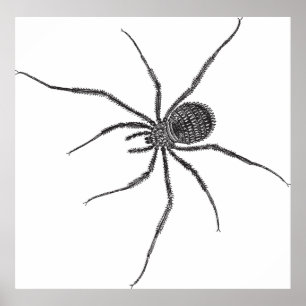 Poster Araignée à longues pattes