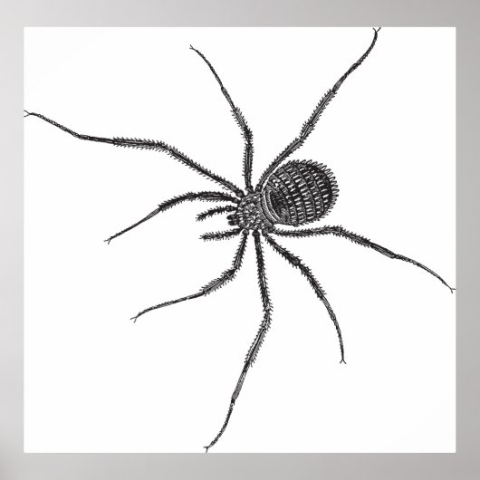Poster Araignée à longues pattes (Devant)