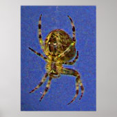 Poster Araignée à orbite colorée (Devant)