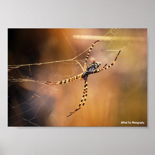 Poster Araignée à toile orbiculaire rubanée (Devant)
