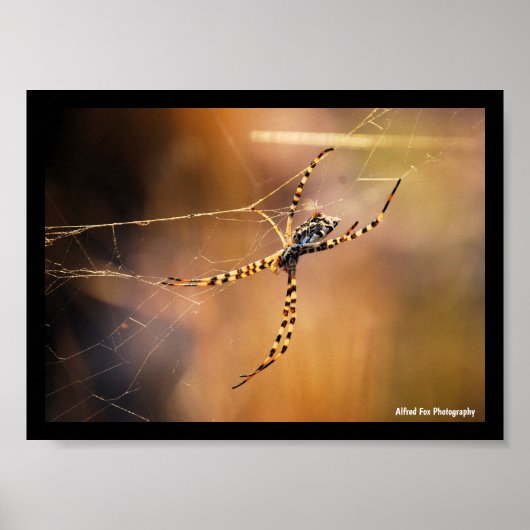 Poster Araignée à toile orbiculaire rubanée (Devant)