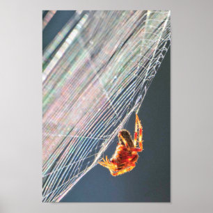 Poster Araignée à toile sur toile 