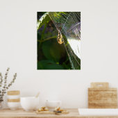 Poster Araignée dangereuse (Cuisine)