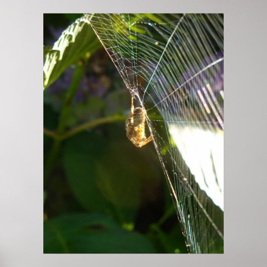 Poster Araignée dangereuse (Devant)