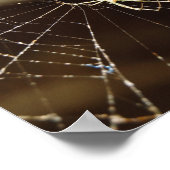 Poster Araignée dans la toile (Coin)