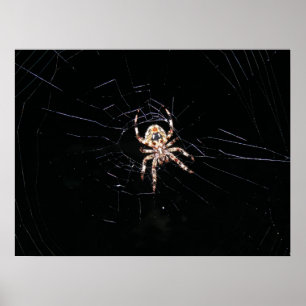 POSTER ARAIGNÉE DANS LE NOIR