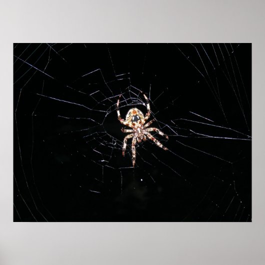 POSTER ARAIGNÉE DANS LE NOIR (Devant)