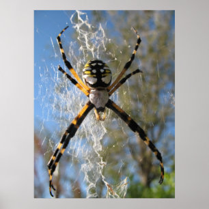 Poster Araignée d'Argiope