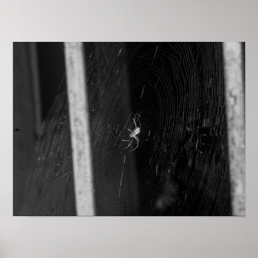Poster Araignée de cave (Devant)