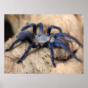 Poster Araignée de Tarantula Bleue de Cobalt