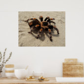 Poster Araignée de Tarantula du Flameknee mexicain (Cuisine)