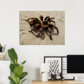 Poster Araignée de Tarantula du Flameknee mexicain (Bureau à domicile)
