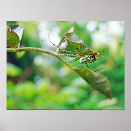 Poster Araignée de verger à orbite - Leucauge venusta (Devant)