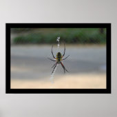 Poster Araignée d'écriture (Argiope Aurantia) (Devant)
