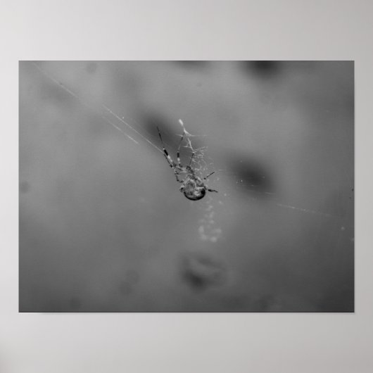 Poster Araignée diadème (Devant)